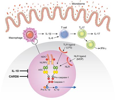 The Role of NLRP3 and IL-1β in the Pathogenesis of Inflammatory Bowel Disease